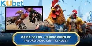Gà Đá Bo Lớn - Những Chiến Kê Thi Đấu Đẳng Cấp Tại KUBET